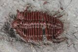 Rare Red Cyphaspides Trilobite - Hamar Laghdad, Morocco #175064-5